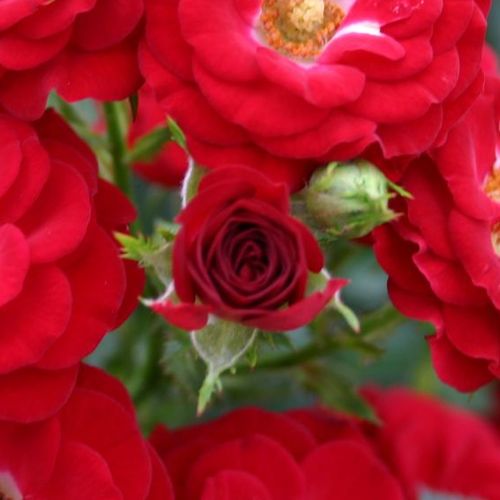 Rosa Mandy ® - vörös - Apróvirágú - magastörzsű rózsafa- kompakt koronaforma